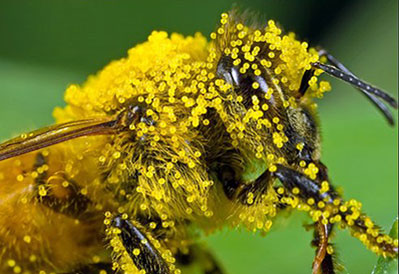 A bee loaded with pollen