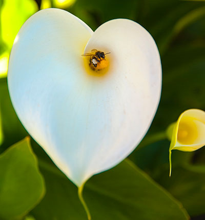 The benefits of bee pollen - bees collecting pollen