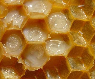 Royal jelly